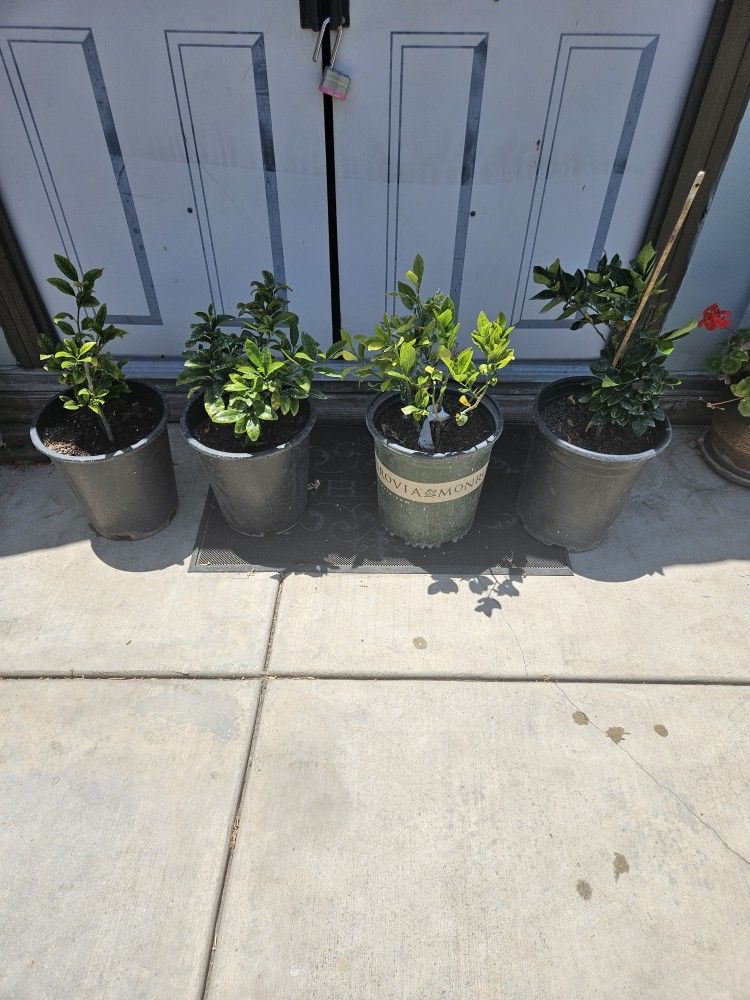 Plantas De Li.on Verde