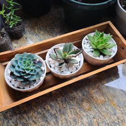 Succulents For Sale !!