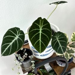 Alocasia Black Velvet "Reginula"