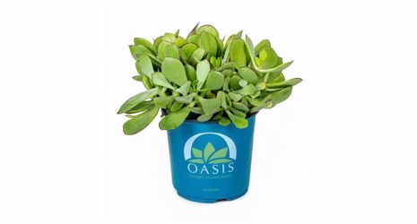 Plants and Suculants