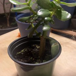 Jade Plant For sale 