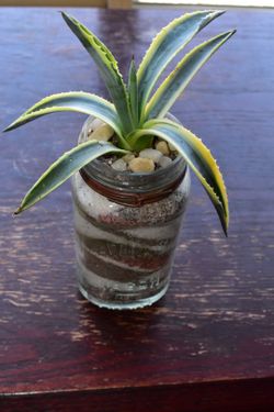 Live Century Agave Cactus in Glass Jar (Read Description)