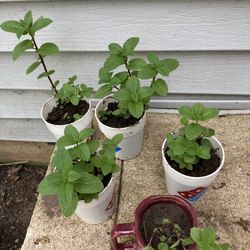 From My Garden To Yours Organic  Mint plants 🪴 $5 Ea Cup 