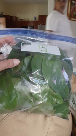 Guanabana/Soursop Leaves