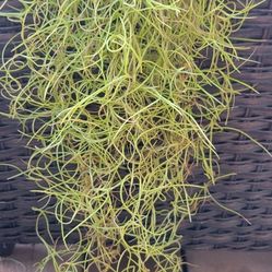 Pele Hair/Hinahina/Spanish Moss Plant