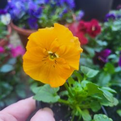 Gold Ruffled Bicolor Pansy Flower Plants! Perrennial Vareity! Several Colors Available! 2026 Plants Are Available!