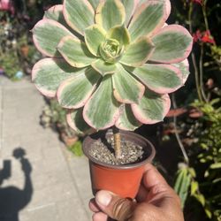 Sunburst Succulent