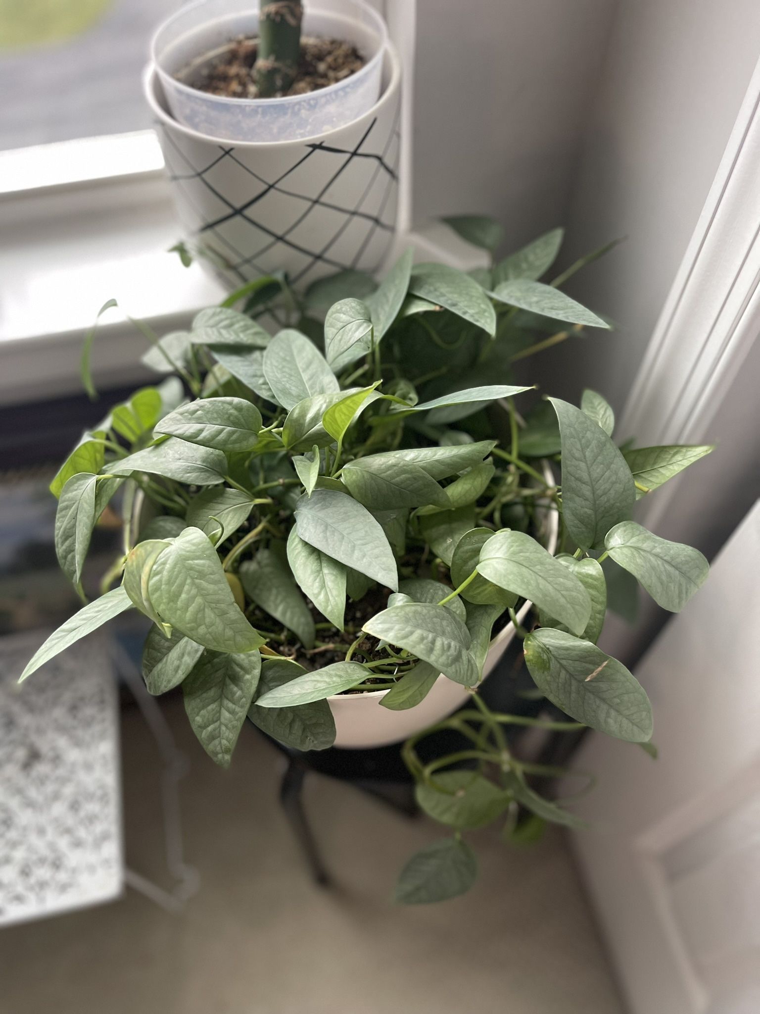Cebu Blue Pothos