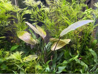 10" Echinodorus Sword  Rose aquarium plant