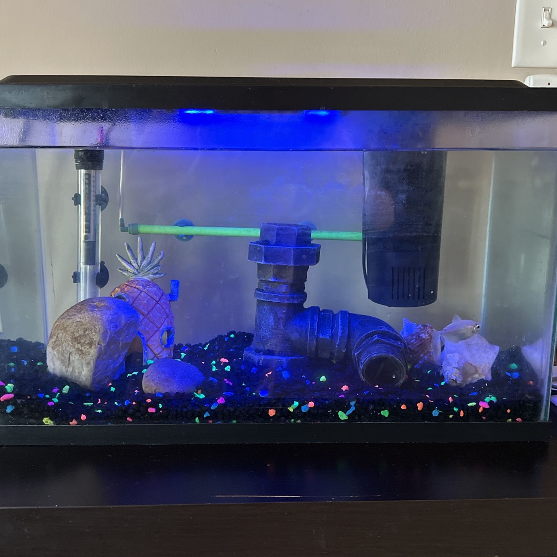 10 Gallon Aquarium Fish Tank With Accessories for Sale in South Elgin, IL OfferUp