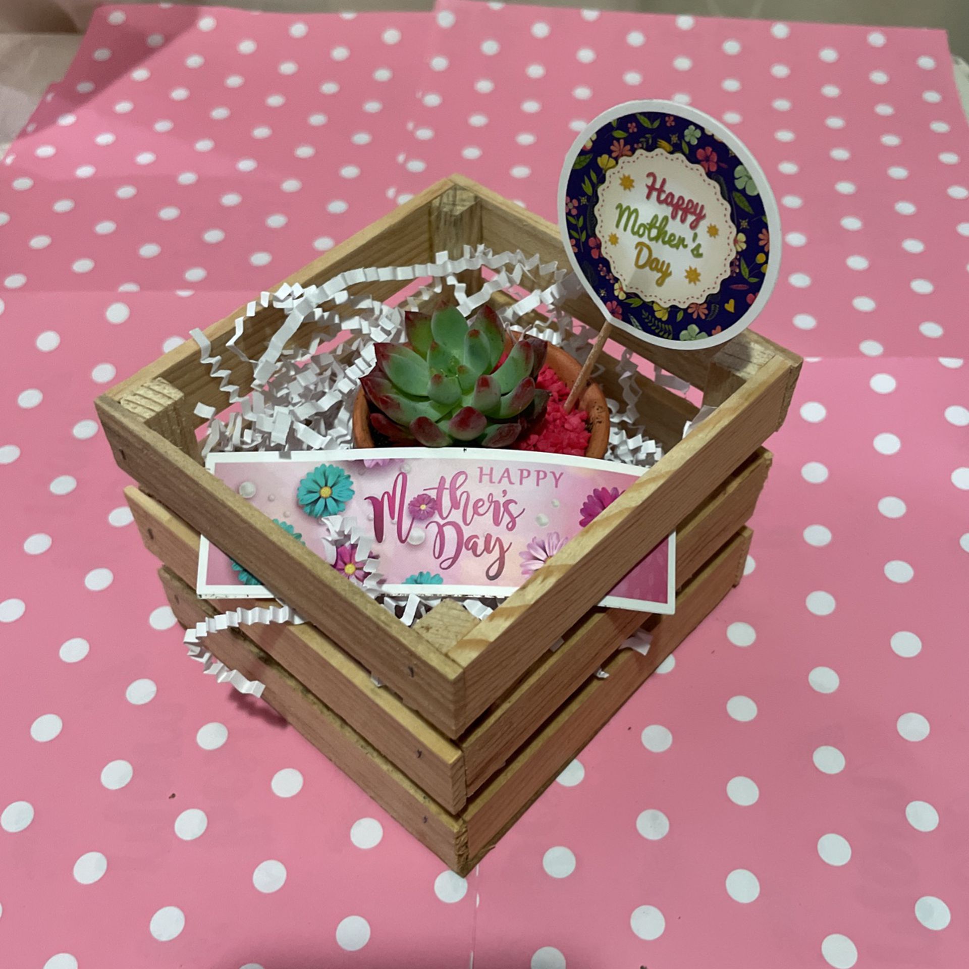 Mothers Day Gift Succulent Plant 