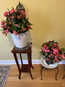 🪸Euphorbia (corona de Cristo) Plants🪸