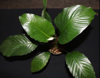 Blooming Peace Lily – 6” Pot