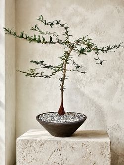 Operculicarya Decaryi/ Elephant Tree (Handmade Planter Included) #WB1 ‘Local LA Seller’