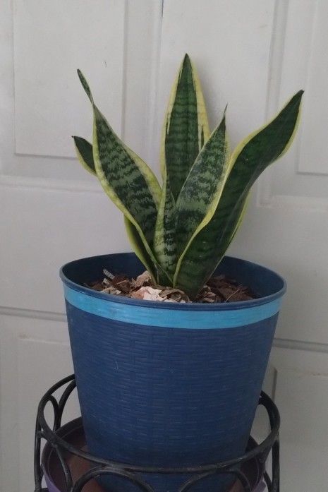 Sansevieria Laurenti