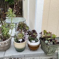 Beautiful Succulent Planters