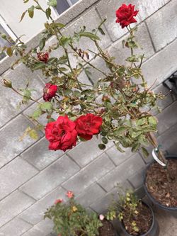 Rose patio tree