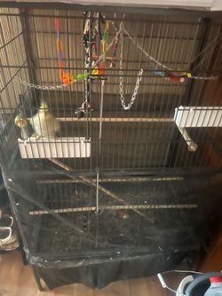 parrot