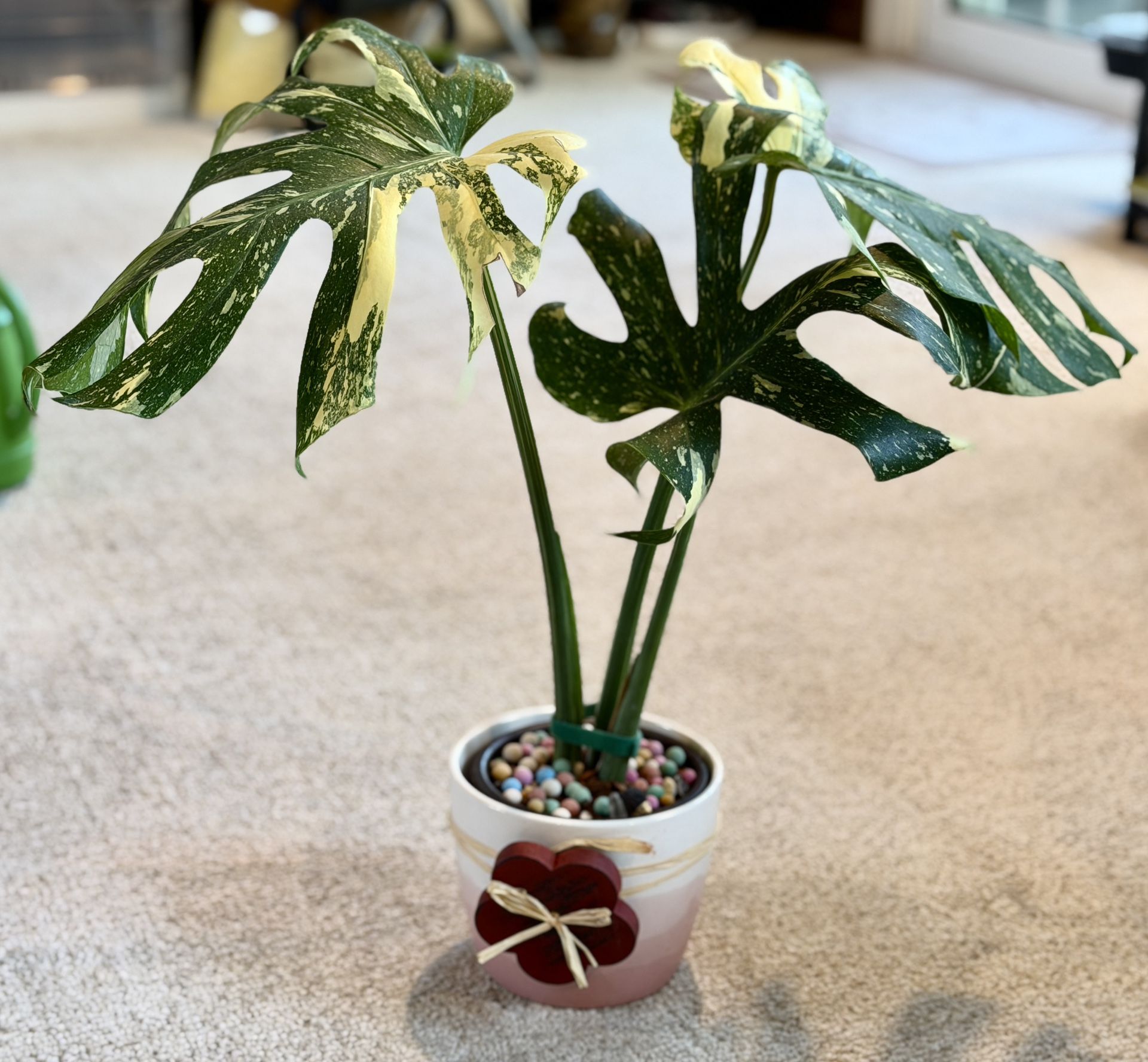 Thai Constellation Monstera In Ceramic Pot