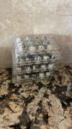 I Have 48 Quail Eggs Ready To Be Picked Up For $15 All