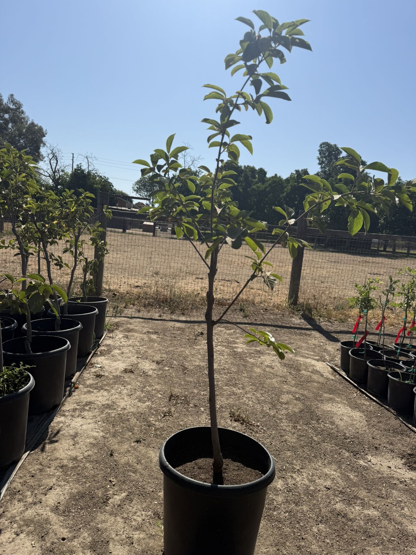 Fuyu Persimmon