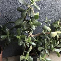 Jade Plant 