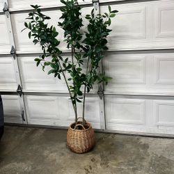 Pretty Tree in Wicker Basket
