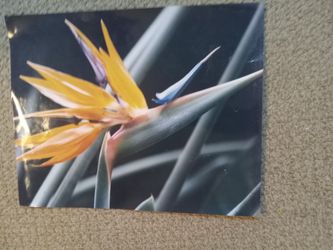 Beautiful Foto of Bird of PARADISE flower 