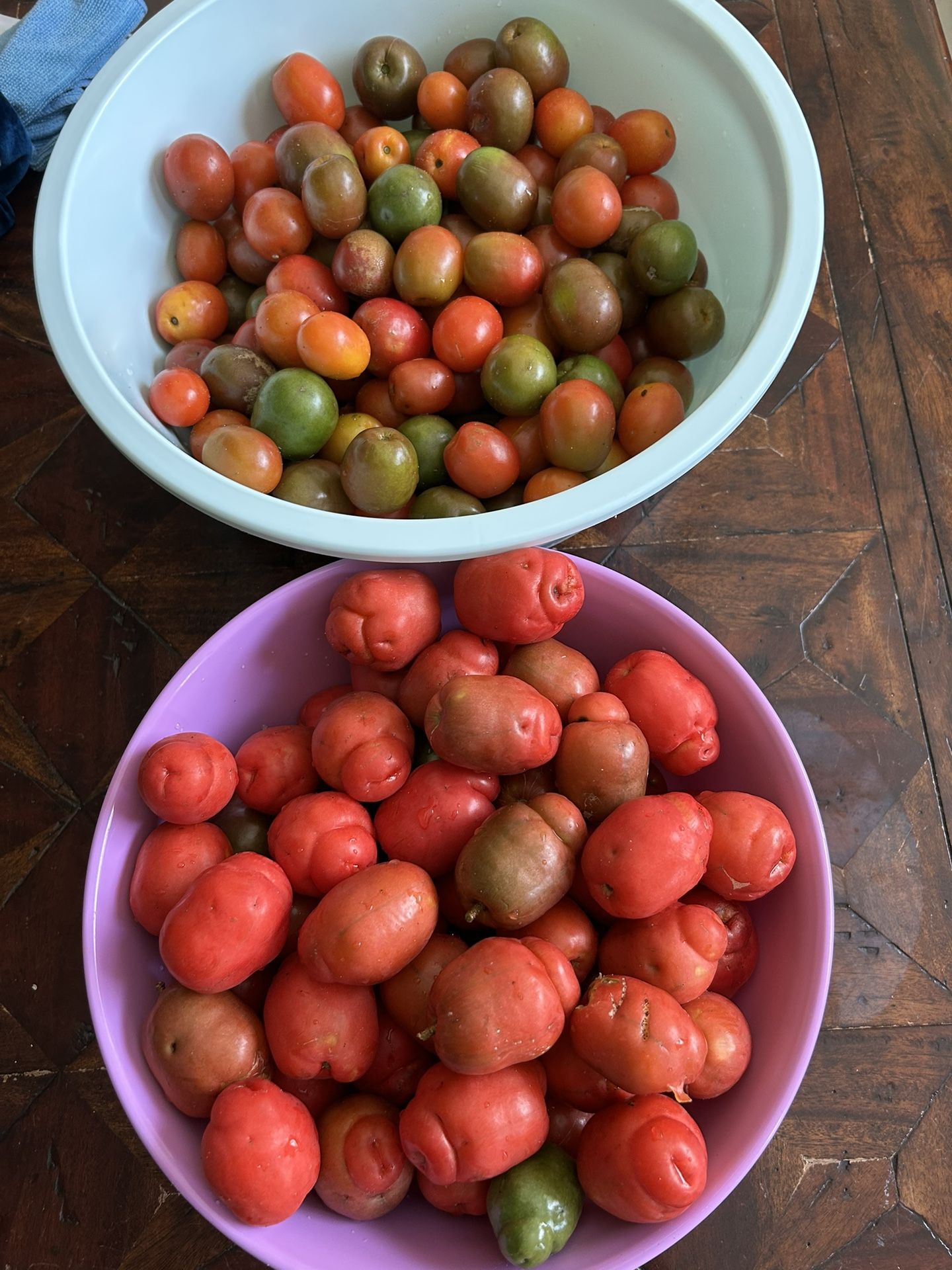 Jocotes/ciruelas