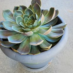 Huge Aeonium Plant With 11" Rosette