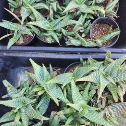 Aloe Vera plants