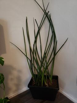 Huge sansevieria cylindrica snake plant
