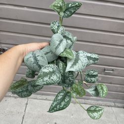 4” Trailing Exotica Pothos
