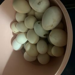 Chicken Eggs