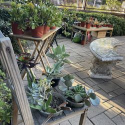🌱🌵 Selling All My Plants! 🪻🪴