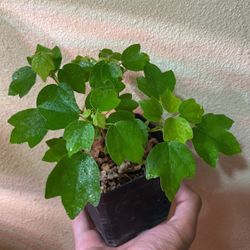 Trident Maple Bonsai