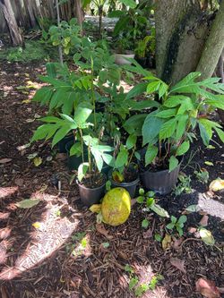 Lam Veritab/ Grapefruits
