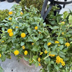 ♥️ New Gold Lantana In 12” Nursery Pot $30 EACH FIRM 