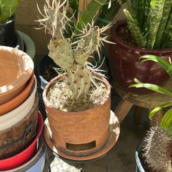Paper Spine Cactus