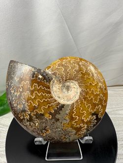 Rare Extinct Ammonite Fossil