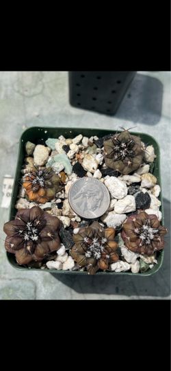 Copiapoa