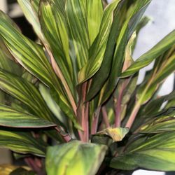 Tropical Indoor Plant 