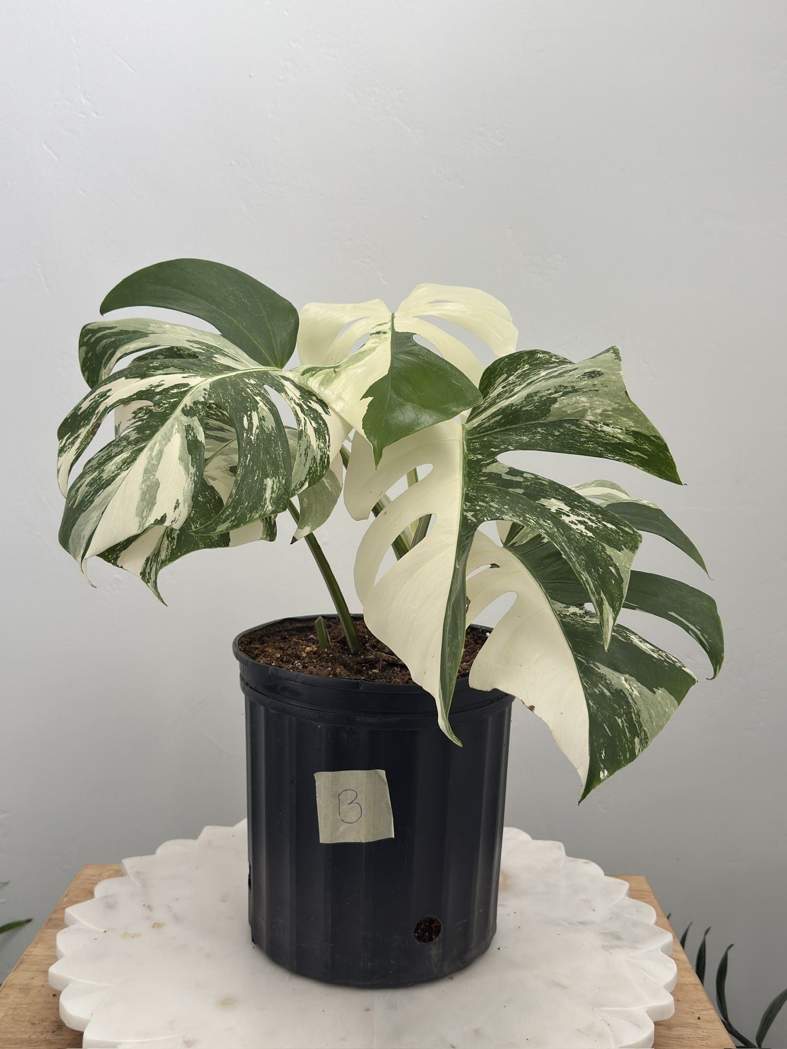 Monstera Albo Borsigiana