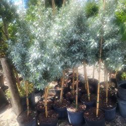 Silver Buttonwood Standard Trees 7g