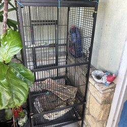 Bird Cage