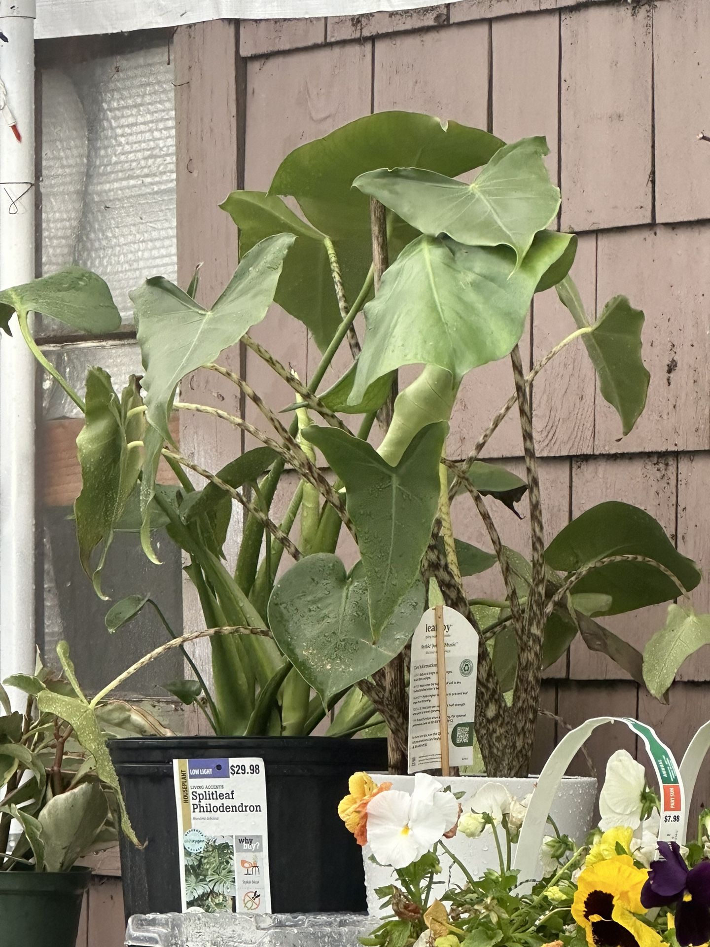 Deals On Indoor,Outdoor,Cactus,Suclents All Available