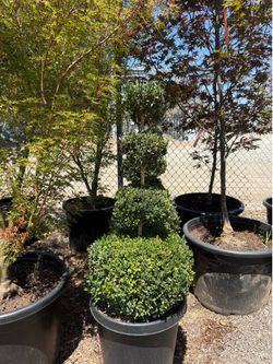 Boxwood tiers
