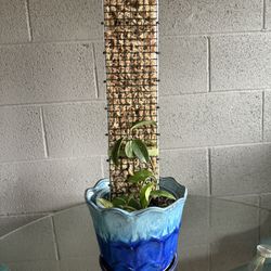 Hoya On Moss Pole