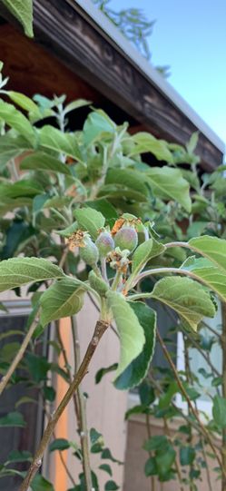 Apple Fruit Trees “Pink Lady, Gala, Yellow Delicious”