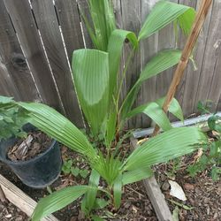 Palm Trees For Sale